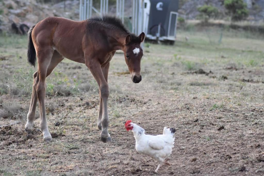 Gite A La Ferme Avec Jacuzzi Et Sauna Villefloure Luaran gambar