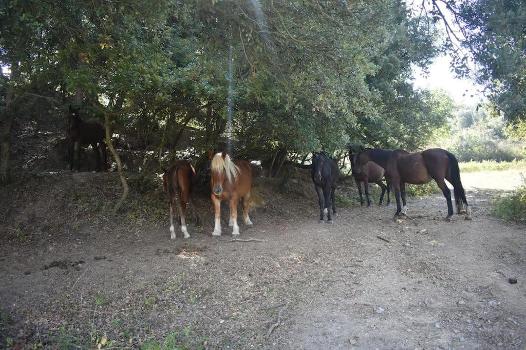Gite A La Ferme Avec Jacuzzi Et Sauna Villefloure Luaran gambar