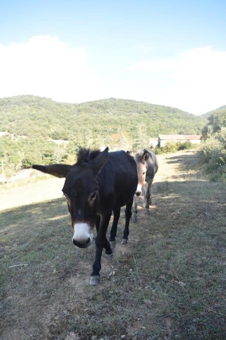 Gite A La Ferme Avec Jacuzzi Et Sauna Villefloure Luaran gambar