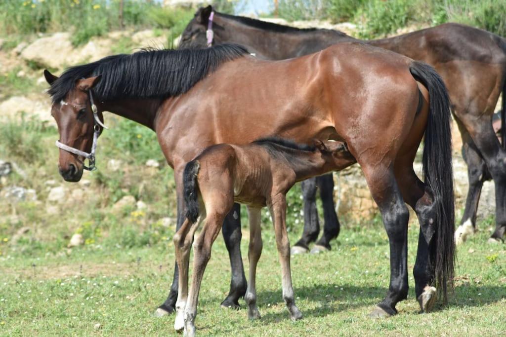 Gite A La Ferme Avec Jacuzzi Et Sauna Villefloure Luaran gambar